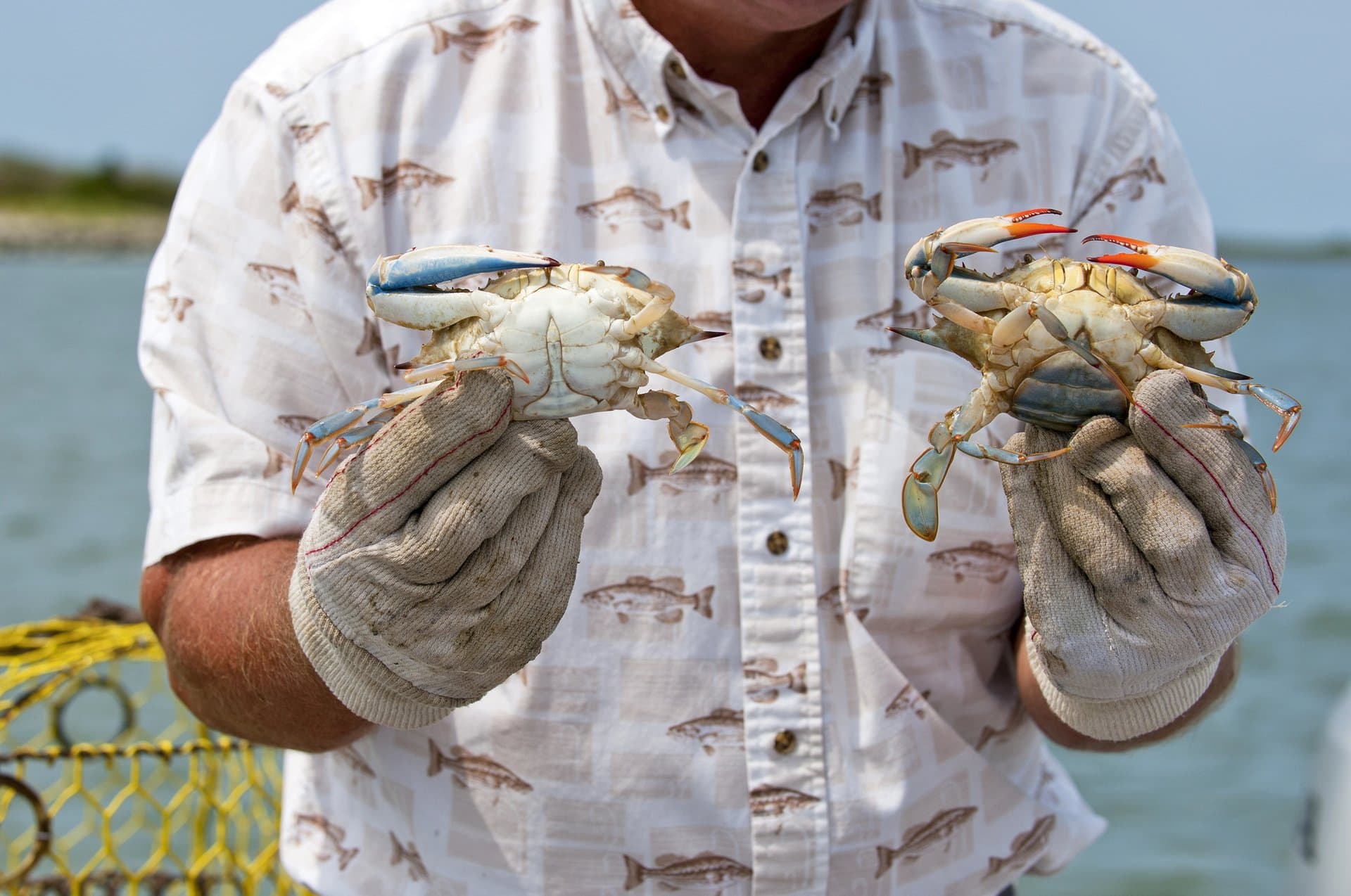 Waterman holding two live blue crabs, crab pots in the background